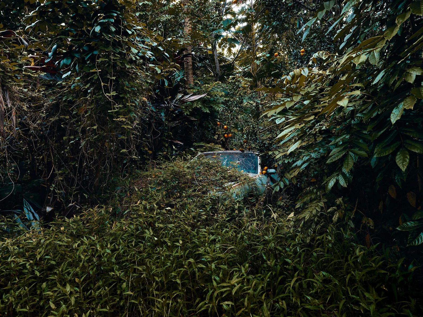 Jungle Cars of Maui personal work 2 by Thomas STROGALSKI