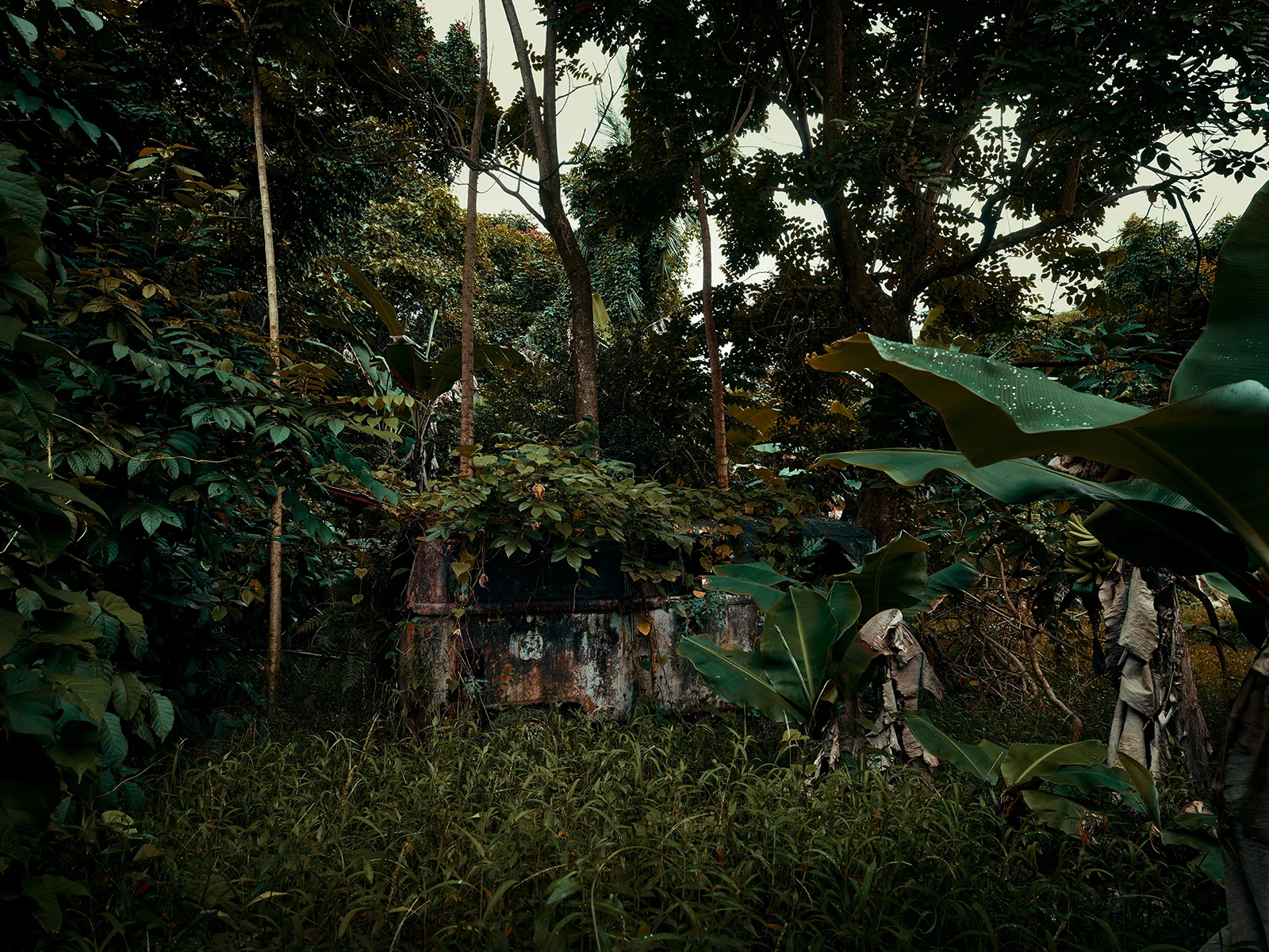 Jungle Cars of Maui personal work 4 by Thomas STROGALSKI